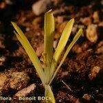 Sternbergia colchiciflora Arall