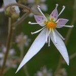 Saxifraga stolonifera फूल