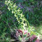 Megastylis latissima Цветок
