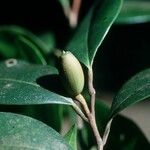 Chrysophyllum oliviforme Плод