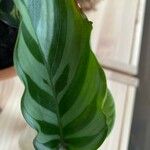 Calathea concinna Leaf