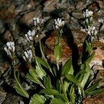 Arabis caerulea Habitus