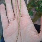 Festuca myuros Floare