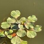 Ludwigia peploides Likasa