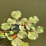 Ludwigia peploides Blad