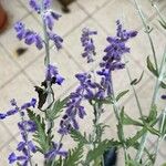 Salvia yangii Лист