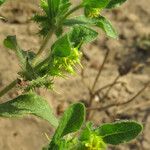 Acanthospermum hispidum Flor