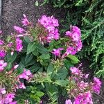 Phlox maculata Otro