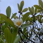 Gordonia fruticosa Kwiat