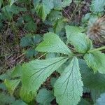 Geum urbanumLeaf