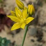 Allium moly 花
