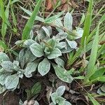 Antennaria plantaginifolia Blatt