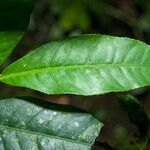 Ardisia guianensis Folha