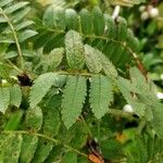 Sorbus koehneana Leaf