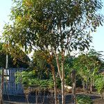 Byrsonima crassifolia Plante entière