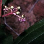 Miconia ciliata Žiedas