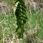 Botrychium lunaria Leaf