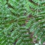 Dryopteris expansa Leaf