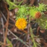 Chiliadenus glutinosus Flower