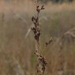 Juncus subulatus Fula