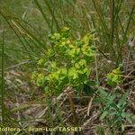 Euphorbia seguieriana Flor