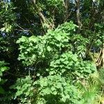 Erythrina amazonica Yeri