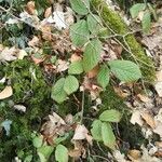 Rubus nigricans Blatt