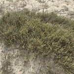 Anabasis articulata Leaf