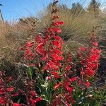 Penstemon eatonii Цвят