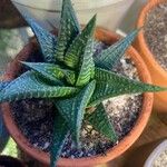 Haworthia limifolia Leaf