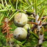 Juniperus oxycedrus Fruit