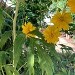 Rudbeckia laciniata Leaf