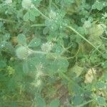 Trifolium hirtum Hábito