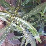 Garcinia livingstonei ഇല