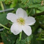 Rubus pruinosus Çiçek