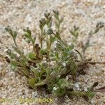 Myosotis pusilla Plante entière