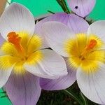 Crocus sieberi Flors