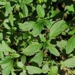 Amaranthus polygonoides Leaf