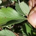 Cercocarpus montanus Foglia