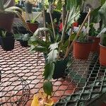 Schlumbergera truncata Hábito