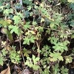 Geranium thunbergii Folio