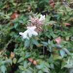 Abelia x grandiflora Цветок