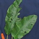 Philodendron inaequilaterum Прочее