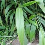 Setaria palmifolia Blatt