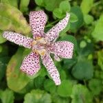 Tricyrtis hirta Flower