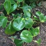 Peperomia obtusifolia葉