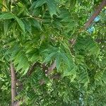 Pistacia chinensis Blad