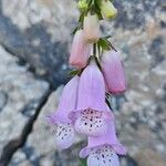 Digitalis minor Flower