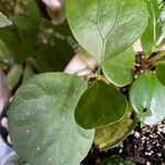 Ficus deltoidea Folha