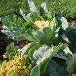 Brassica oleracea Хабит